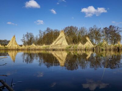 Riet van rietteler Wout van de Belt in de Weerribben-Wieden.