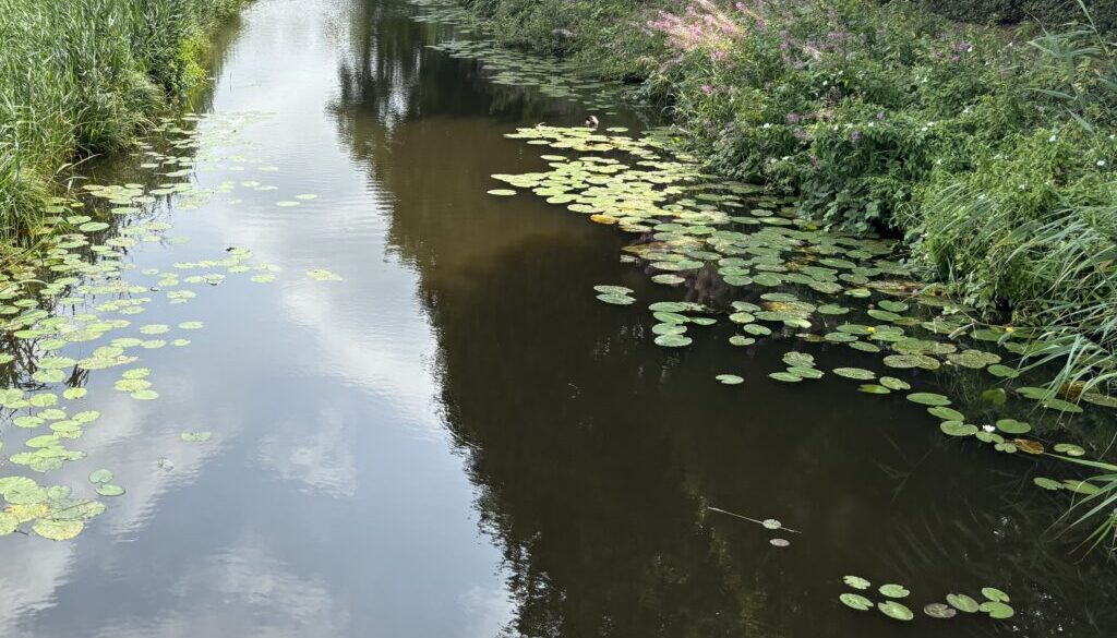 Water in de sloot (foto aangelleverd)