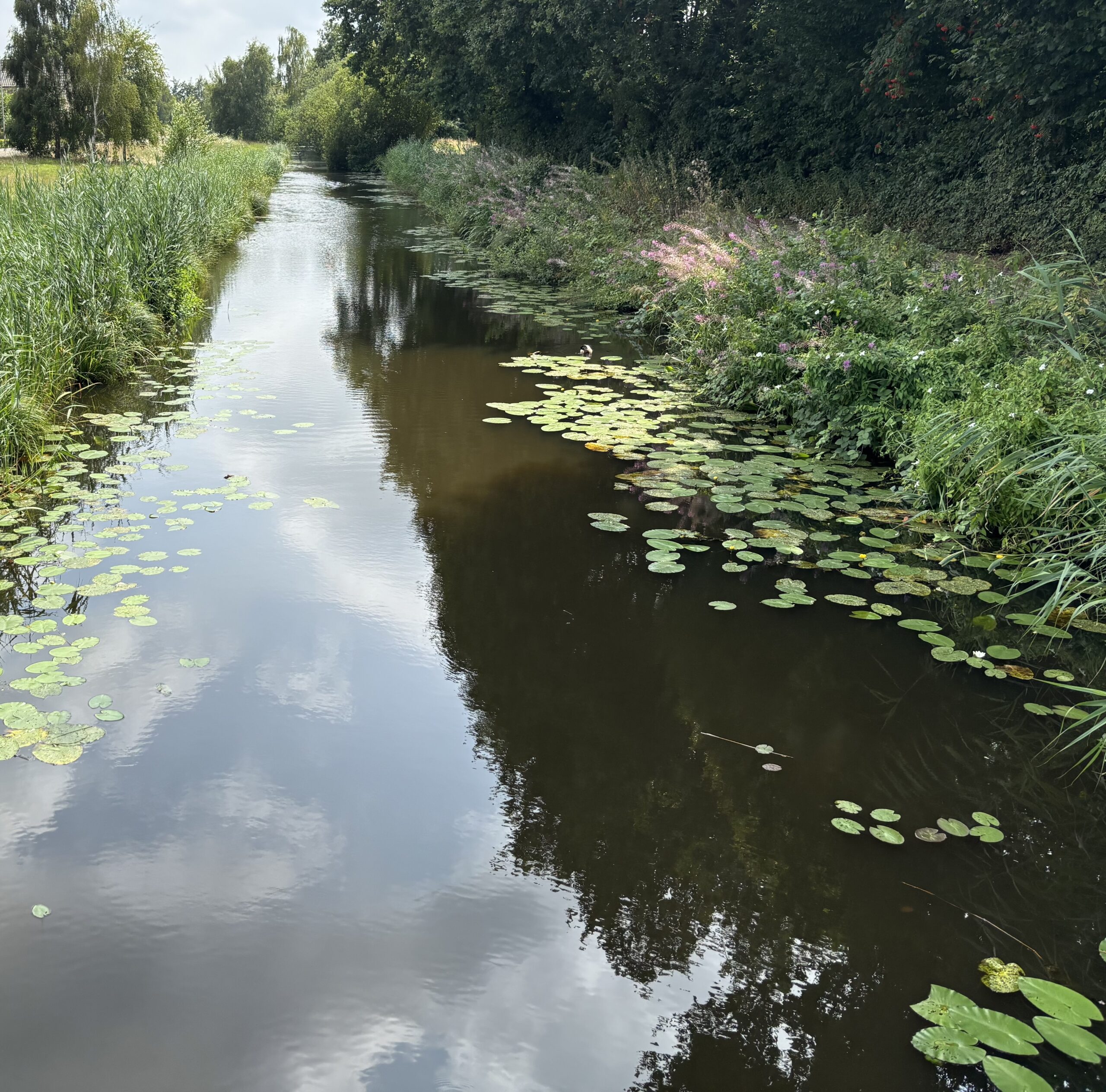 Water in de sloot (foto aangelleverd)