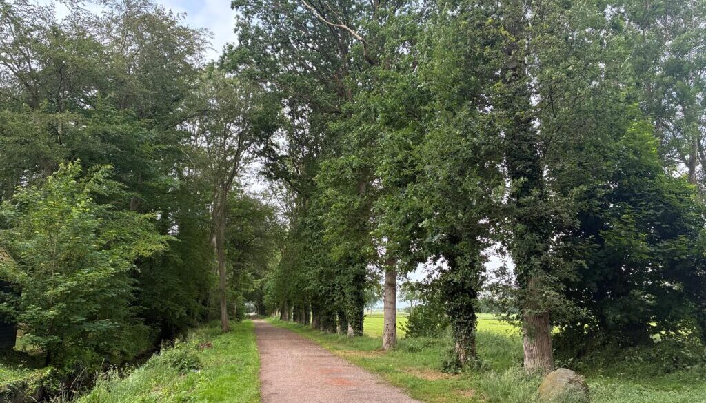 Landgoed Oldenhof herstelt karakteristieke bomenlaan (foto aangeleverd)