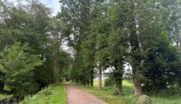 Landgoed Oldenhof herstelt karakteristieke bomenlaan (foto aangeleverd)