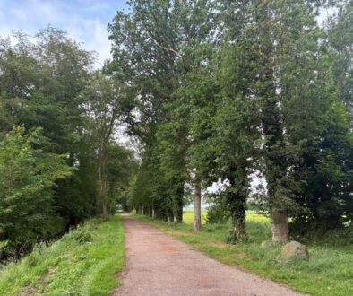 Landgoed Oldenhof herstelt karakteristieke bomenlaan (foto aangeleverd)
