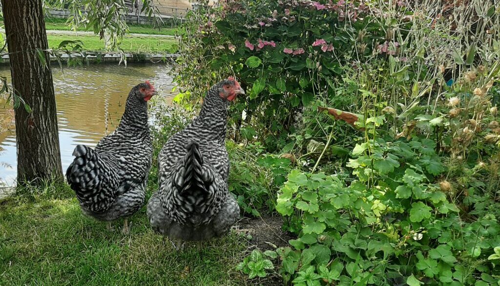 PFAS in eieren (foto aangeleverd)