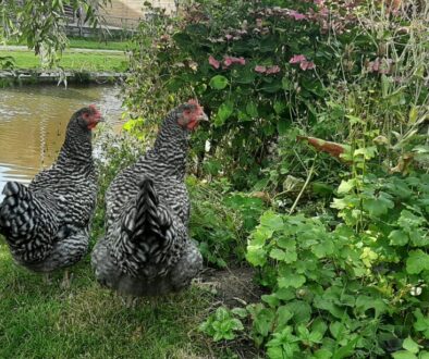 PFAS in eieren (foto aangeleverd)