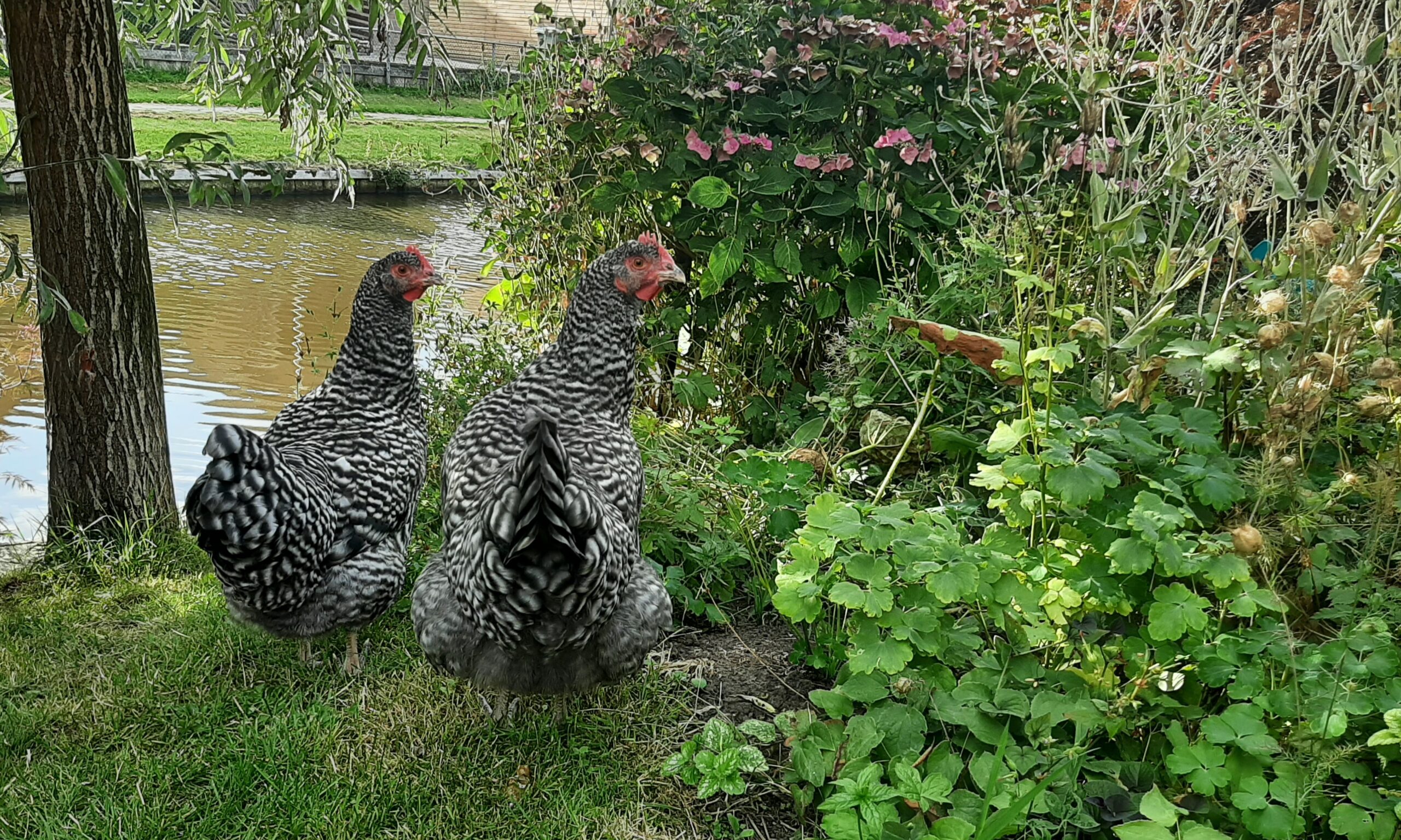 PFAS in eieren (foto aangeleverd)