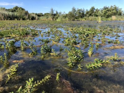 Ongelijkbladigvederkruid in bloei (foto aangeleverd)