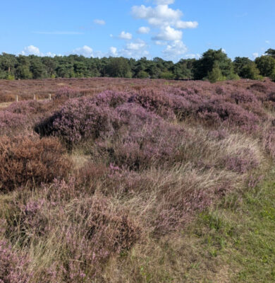 PAARSE HEIDE OP HET HOLTINGERVELD FOTO DE Werven