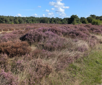 PAARSE HEIDE OP HET HOLTINGERVELD FOTO DE Werven