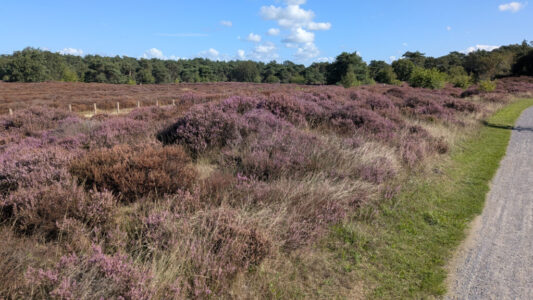 PAARSE HEIDE OP HET HOLTINGERVELD FOTO DE Werven