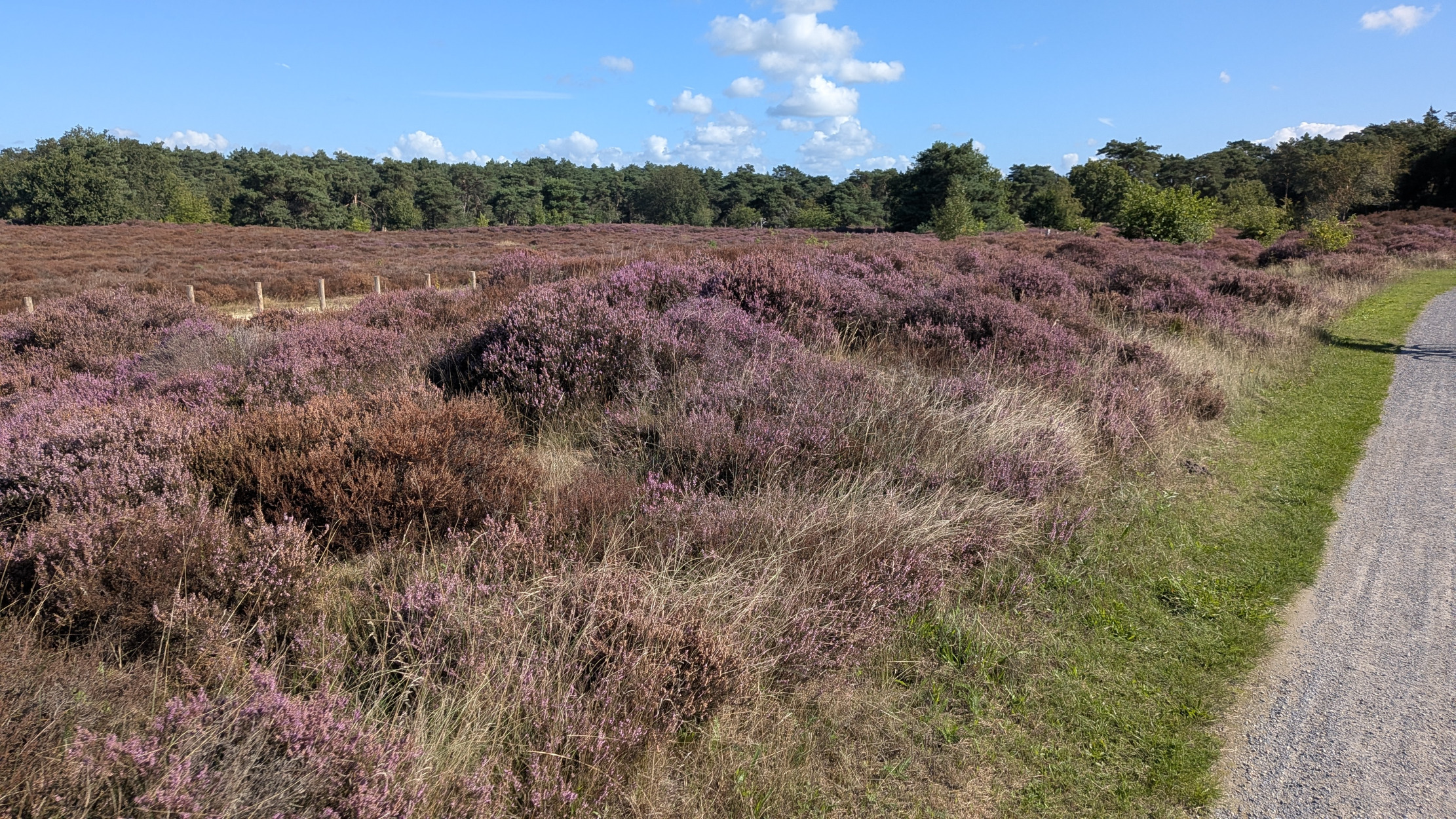 PAARSE HEIDE OP HET HOLTINGERVELD FOTO DE Werven
