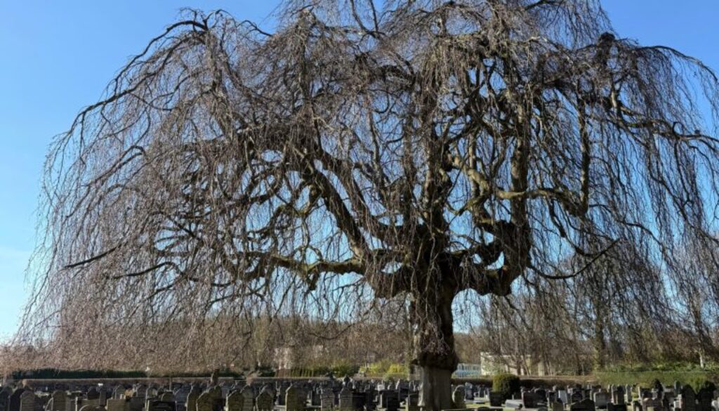 De begraafplaats in Oosterwolde aan de Kuipenstreek (Foto: Susan van Weperen).