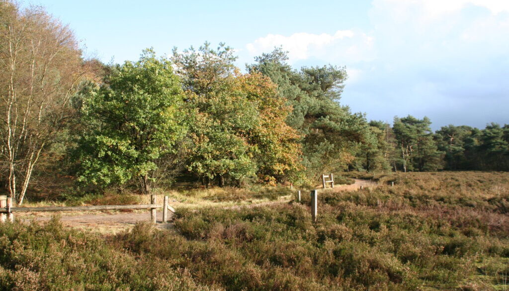 Haardennen (foto Loekie van Tweel)