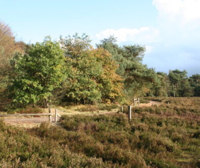 Haardennen (foto Loekie van Tweel)