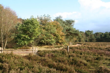 Haardennen (foto Loekie van Tweel)