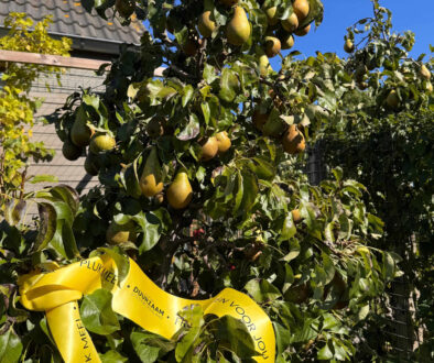 Het Gele Lint groeit in Steenwijkerland (foto aangeleverd)