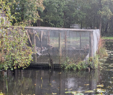 Eendenverblijf in de Kooi van Pen (foto: De Werven).