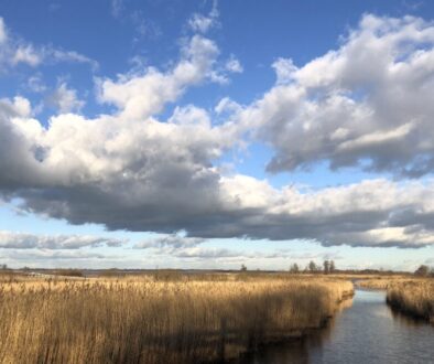 Rietlandschap (foto Ronald Messemaker)