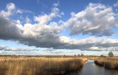 Rietlandschap (foto Ronald Messemaker)
