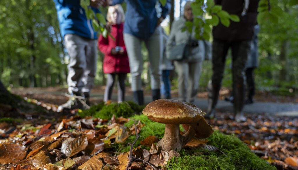De komende weekeinden organiseert Staatsbosbeheer vele paddenstoelenexcursies in het Drents-Friese Wold (foto: Ineke van Os).