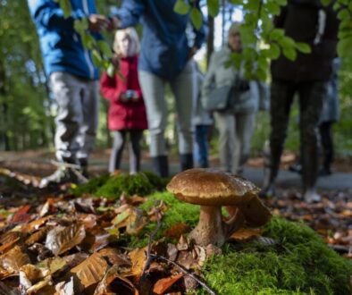 De komende weekeinden organiseert Staatsbosbeheer vele paddenstoelenexcursies in het Drents-Friese Wold (foto: Ineke van Os).
