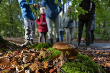 De komende weekeinden organiseert Staatsbosbeheer vele paddenstoelenexcursies in het Drents-Friese Wold (foto: Ineke van Os).