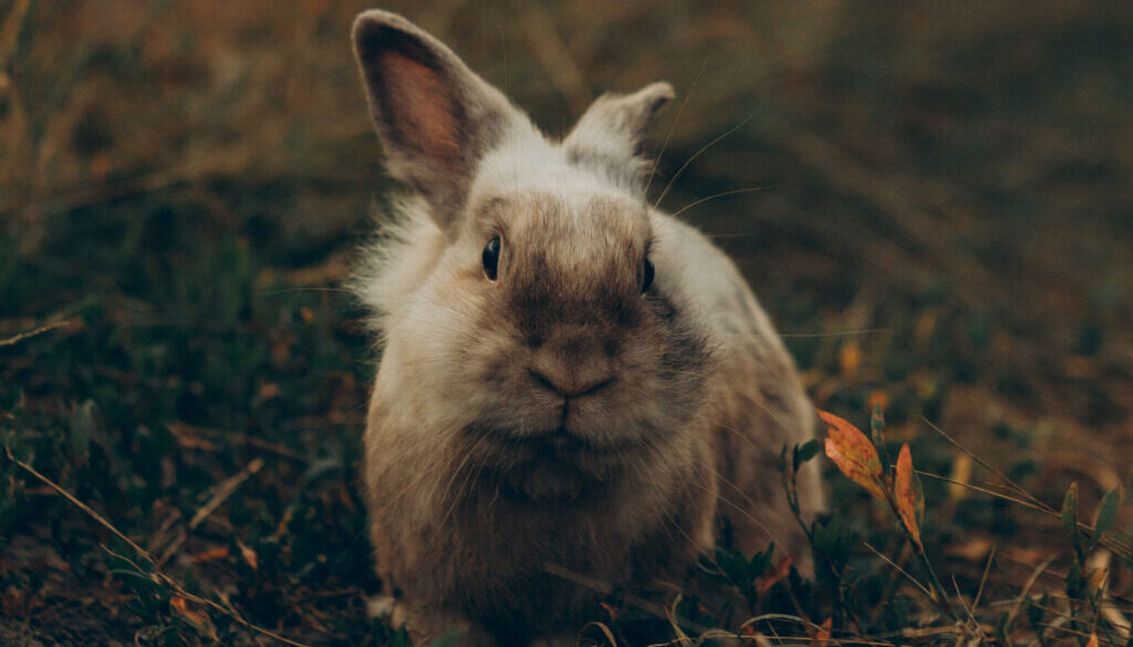 Wild konijn foto Pexels