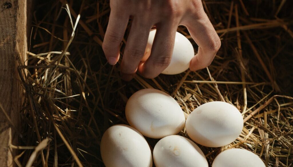 Onderzoek naar PFAS in eieren van het Nationaal Park Weerribben-Wieden (foto: Pexels).