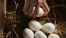 Onderzoek naar PFAS in eieren van het Nationaal Park Weerribben-Wieden (foto: Pexels).