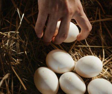 Onderzoek naar PFAS in eieren van het Nationaal Park Weerribben-Wieden (foto: Pexels).