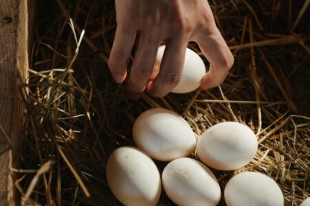 Onderzoek naar PFAS in eieren van het Nationaal Park Weerribben-Wieden (foto: Pexels).